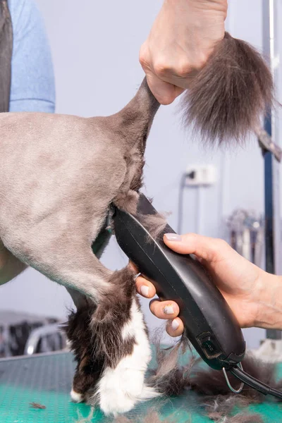 Kattenverzorging Schoonheidssalon Kapper Gebruikt Een Trimmer Rug Achterpoten Staart Trimmen — Stockfoto