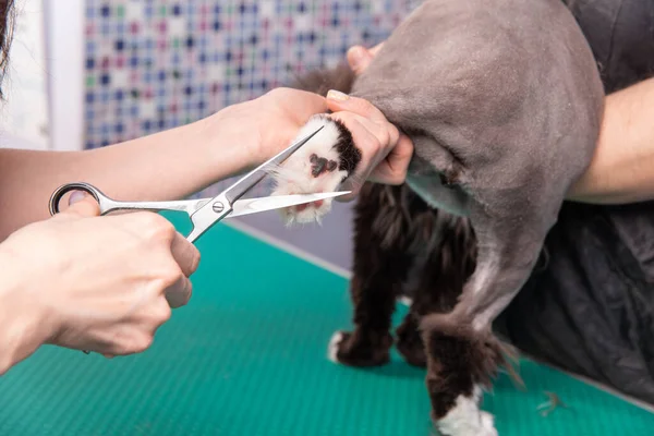 Cat Grooming Salão Beleza Animal Estimação Barbeiro Usa Aparador Para — Fotografia de Stock