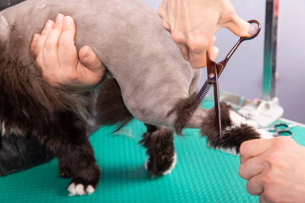 Katt Grooming Sällskapsdjur Skönhetssalong Frisören Använder Trimmer För Att Trimma — Stockfoto