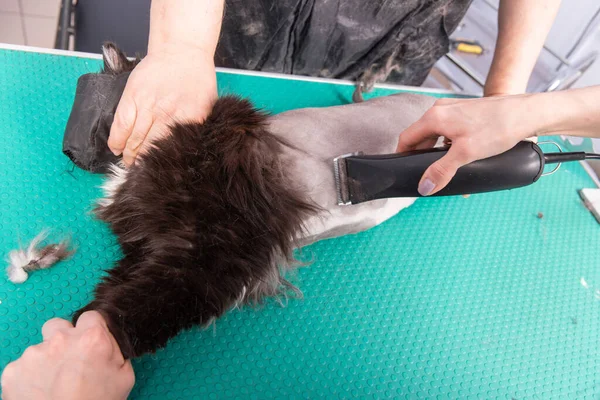 Katzenpflege Kosmetiksalon Der Friseur Schneidet Mit Einem Trimmer Rücken Hinterbeine — Stockfoto