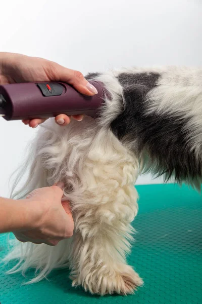 Kvinnlig Putsare Borsta Shih Tzu Grooming Salong Grooming Och Frisyr — Stockfoto