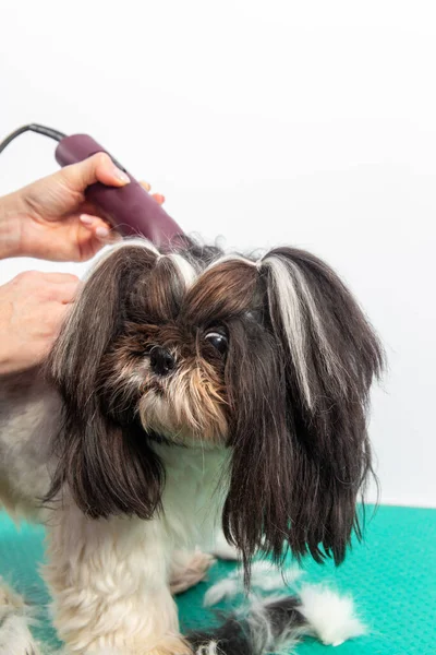 Mulher Groomer Escovando Shih Tzu Salão Arrumação Arrumando Corte Cabelo — Fotografia de Stock