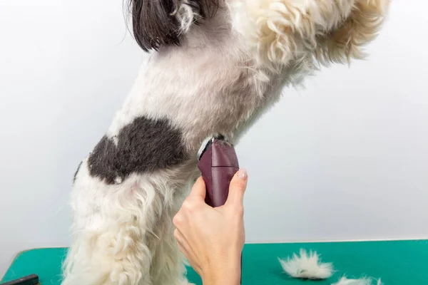 Samica Szczotkująca Shih Tzu Salonie Pielęgnacyjnym Uczesywanie Strzyżenie Psa Futra — Zdjęcie stockowe