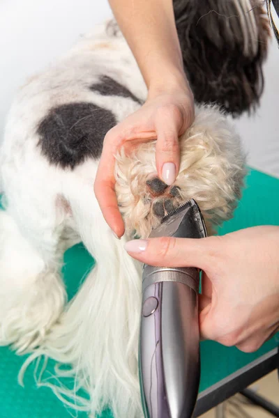 Samica Szczotkująca Shih Tzu Salonie Pielęgnacyjnym Pielęgnacja Fryzjer Pies Futro — Zdjęcie stockowe