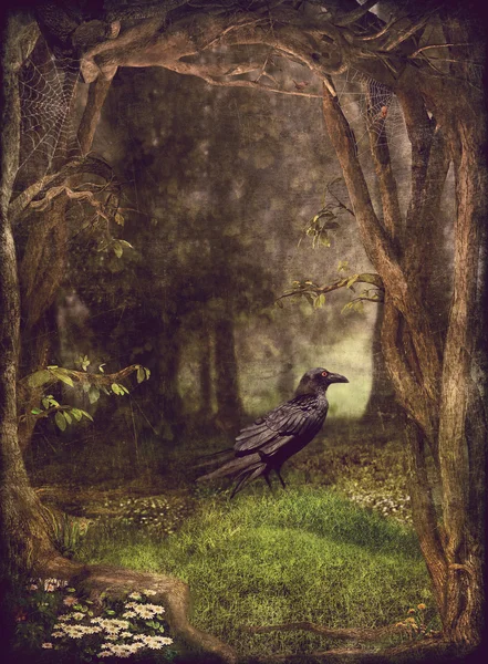 Corbeau dans la forêt — Photo