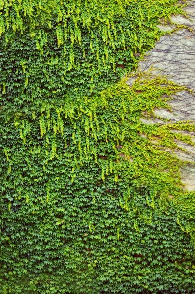 A planta rastejante verde na parede — Fotografia de Stock