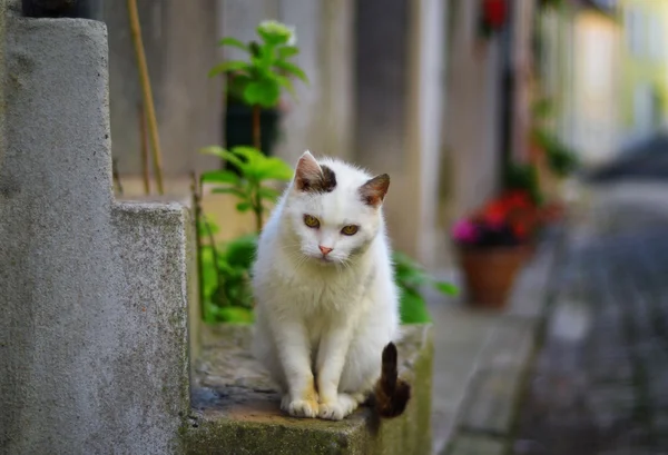 Beau chat blanc — Photo