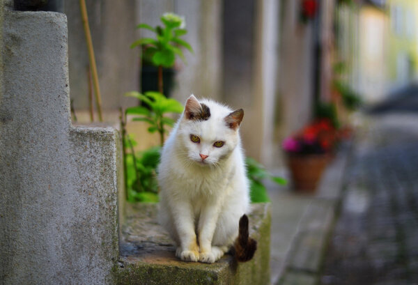 Beautiful white cat