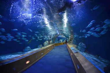 Valencia, İspanya L'Oceanografic akvaryumda cam tünelde