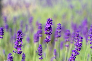 Bulanık arkaplanı olan lavanta çiçeği. Yakın çekim