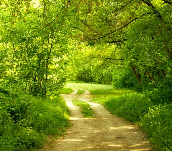 Bela floresta — Fotografia de Stock