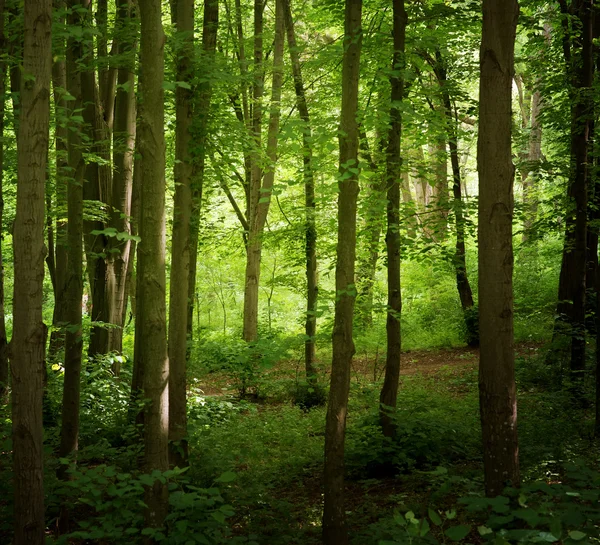 Bela floresta — Fotografia de Stock