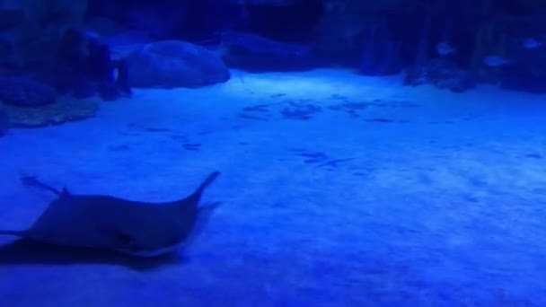 Podwodne akwarium dla zwierząt w Stambule — Wideo stockowe