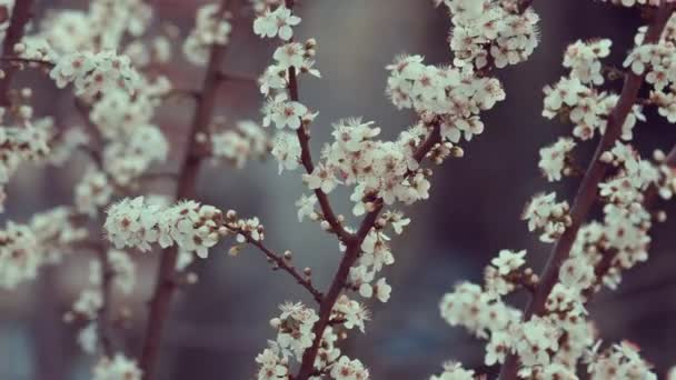 Wiatr wiejący między gałęziami kwitnącej wiśni — Wideo stockowe