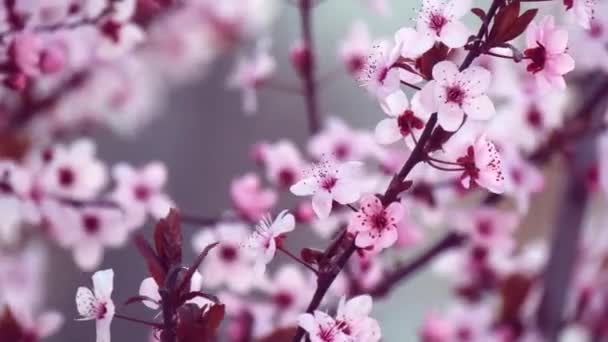 Vítr vanoucí mezi větvemi kvetoucích třešní — Stock video