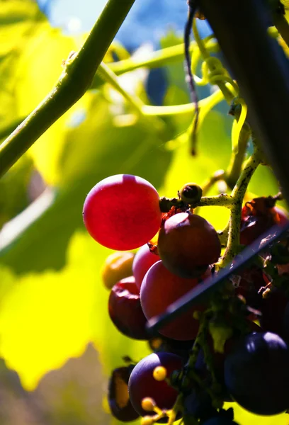 Sunny grapes berry — Stock Photo, Image