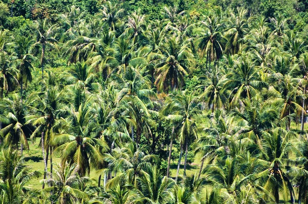Foresta delle palme — Foto Stock