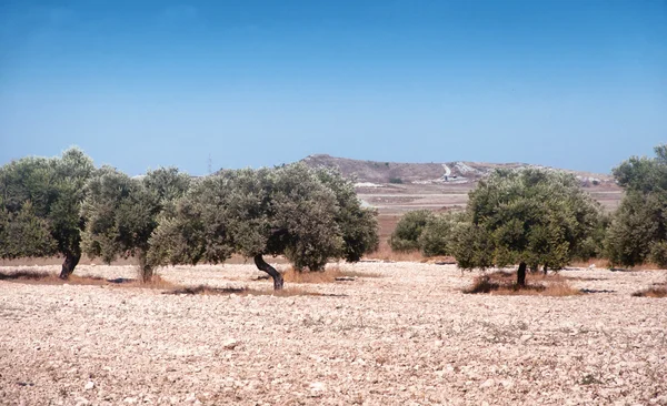 Cyprianus landbouw, landschap, olijfboom op stenen veld — Stockfoto