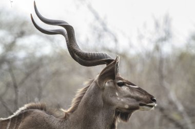 Kudu boğa