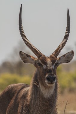 Waterbuck