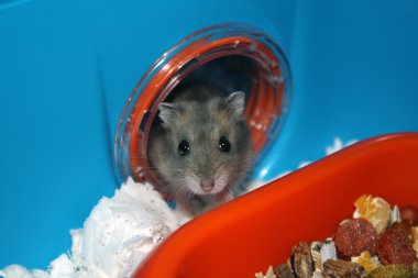 Hamster in house clipart