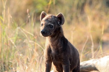 sırtlan pup