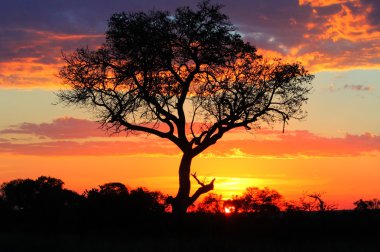 ağaç sunset