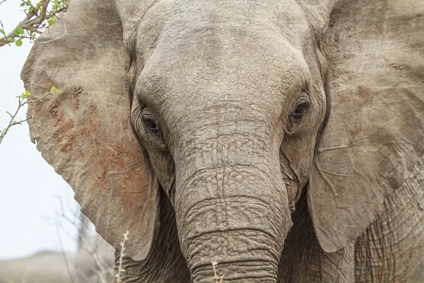 Cap de elefant — Fotografie, imagine de stoc