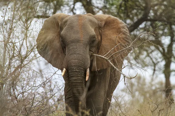 Elefánt a bokorban — Stock Fotó