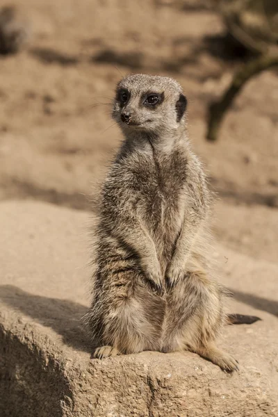 Meerkat — стокове фото