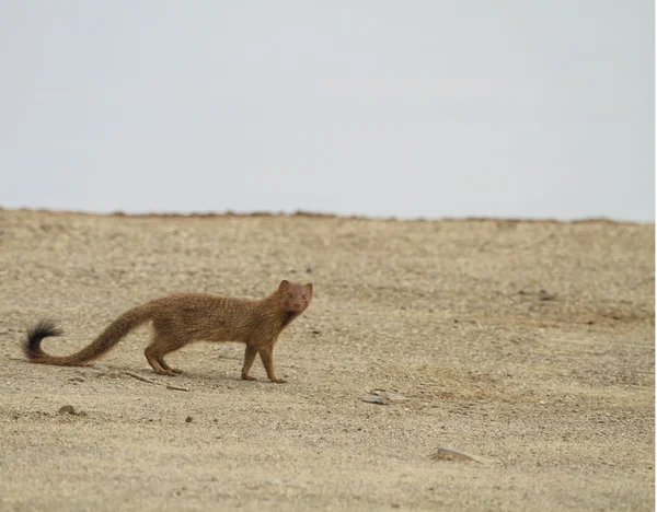 Mongoose — Stock Photo, Image