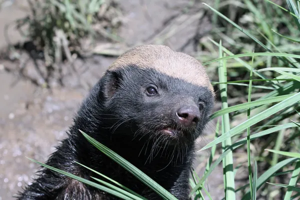 Honey Badger — Stock Photo, Image