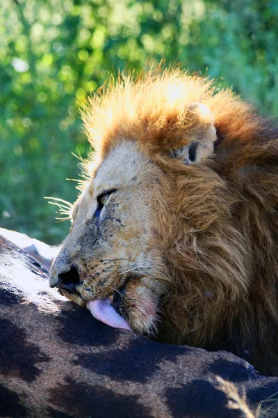 Lion at a Kill — Stock Photo, Image