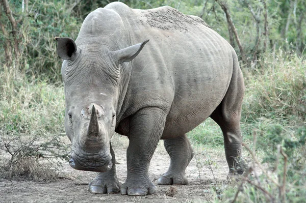 White Rhinoceros — Stock Photo, Image