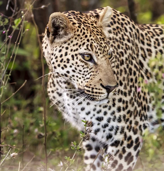 Leopardo Imagens De Bancos De Imagens