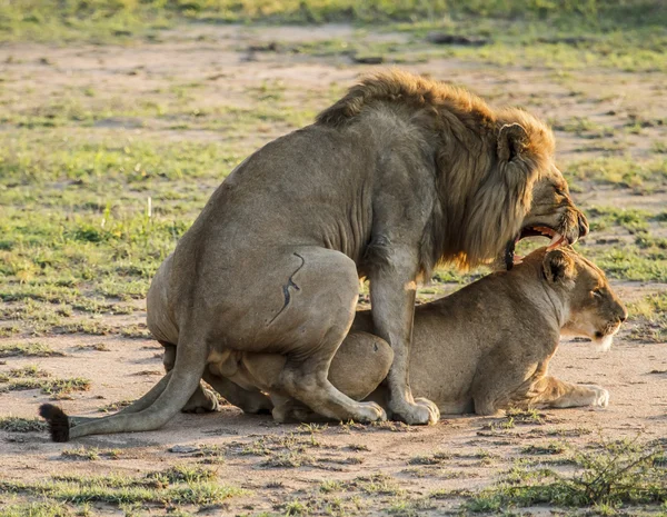 Lion d'accouplement Photos De Stock Libres De Droits