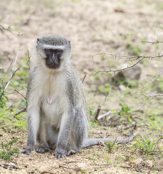 Vervet maymunu — Stok fotoğraf