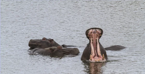 Hippopotame à bouche ouverte — Photo