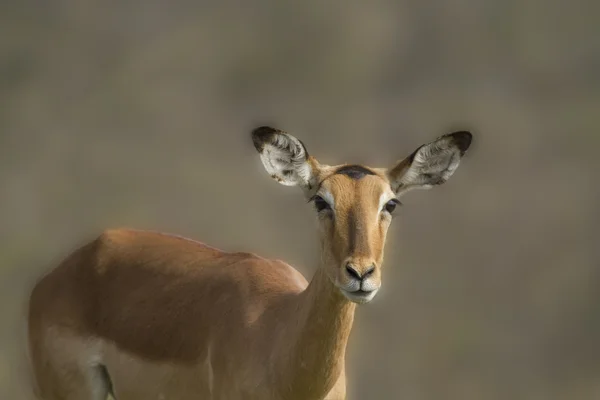 Impala Antelope — Stock Photo, Image