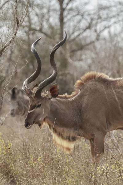 Kudu al amanecer —  Fotos de Stock