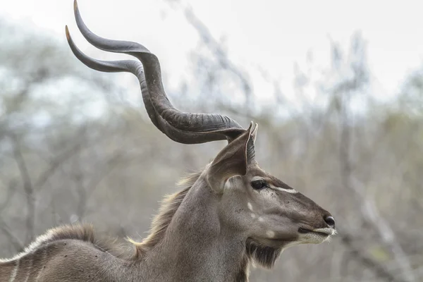 Kudu mężczyzna — Zdjęcie stockowe