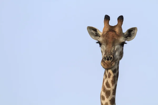 Giraffe Head — Stock Photo, Image