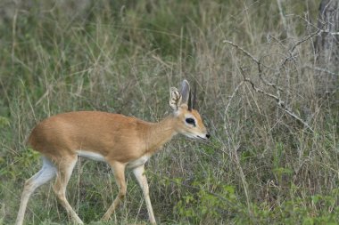 steenbuck antilop