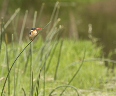 malakit yalıçapkını