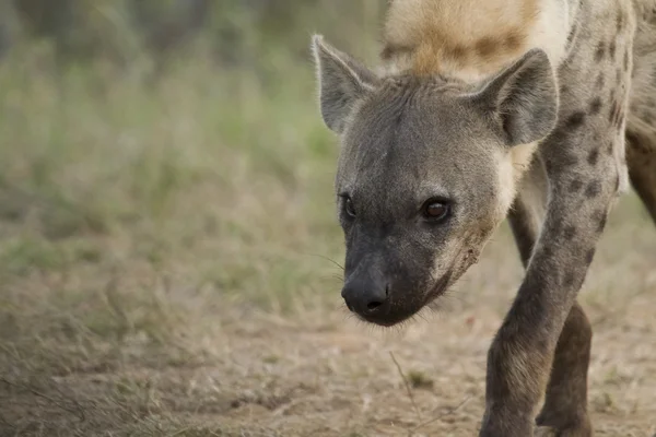 Spotted Hyena — Stock Photo, Image
