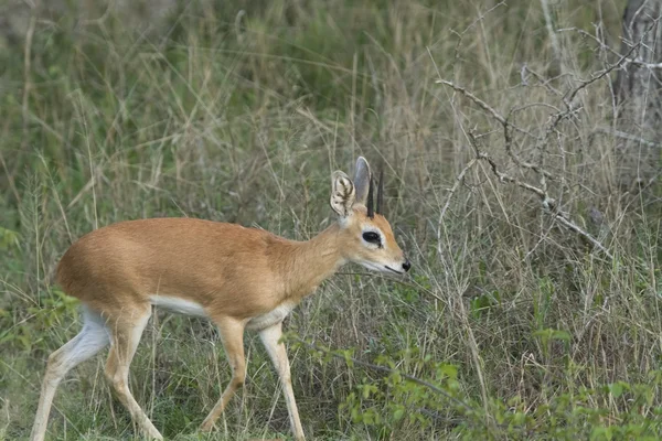 Steenbuck Antelope — Stock Photo, Image