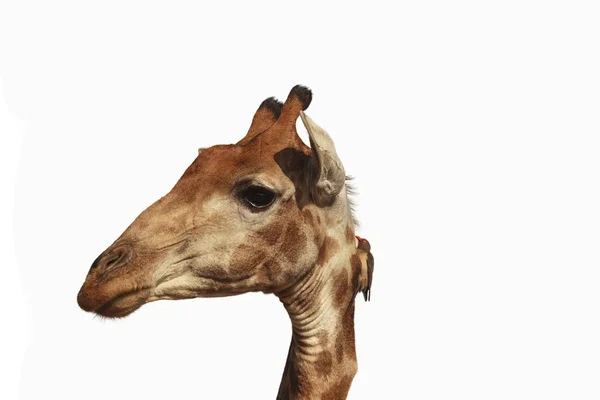 Голова жирафа изолирована на белом — стоковое фото