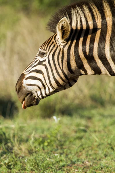Zebra com língua para fora — Fotografia de Stock