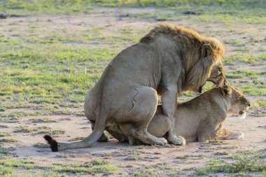 çiftleşme aslanlar