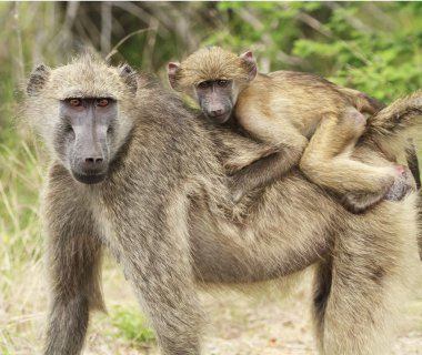 A mother and young baboon clipart